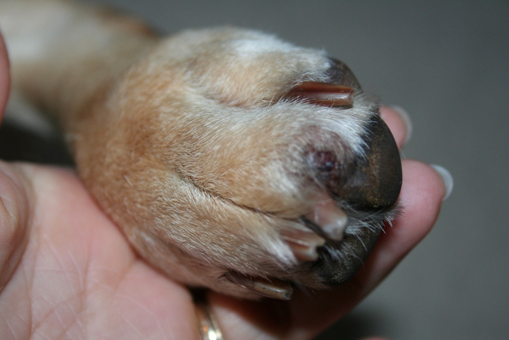 Possible Reasons For A Dog s Swollen Paws 9 March 2016 Pet Blog 
