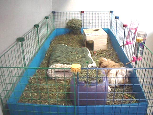 guinea pig cube