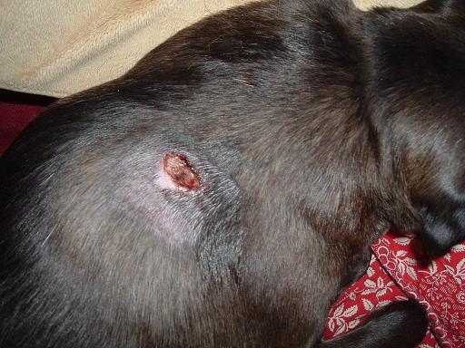 Black Widow Spider Bite in Dogs - 5 July 2015 - Pet Blog - Veterinary Tips