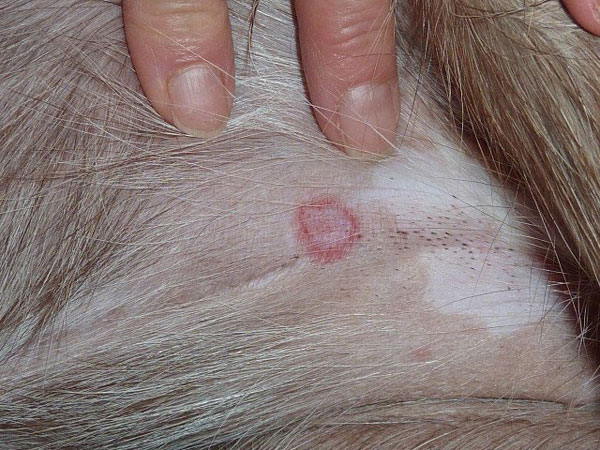 what does ringworms on dogs look like