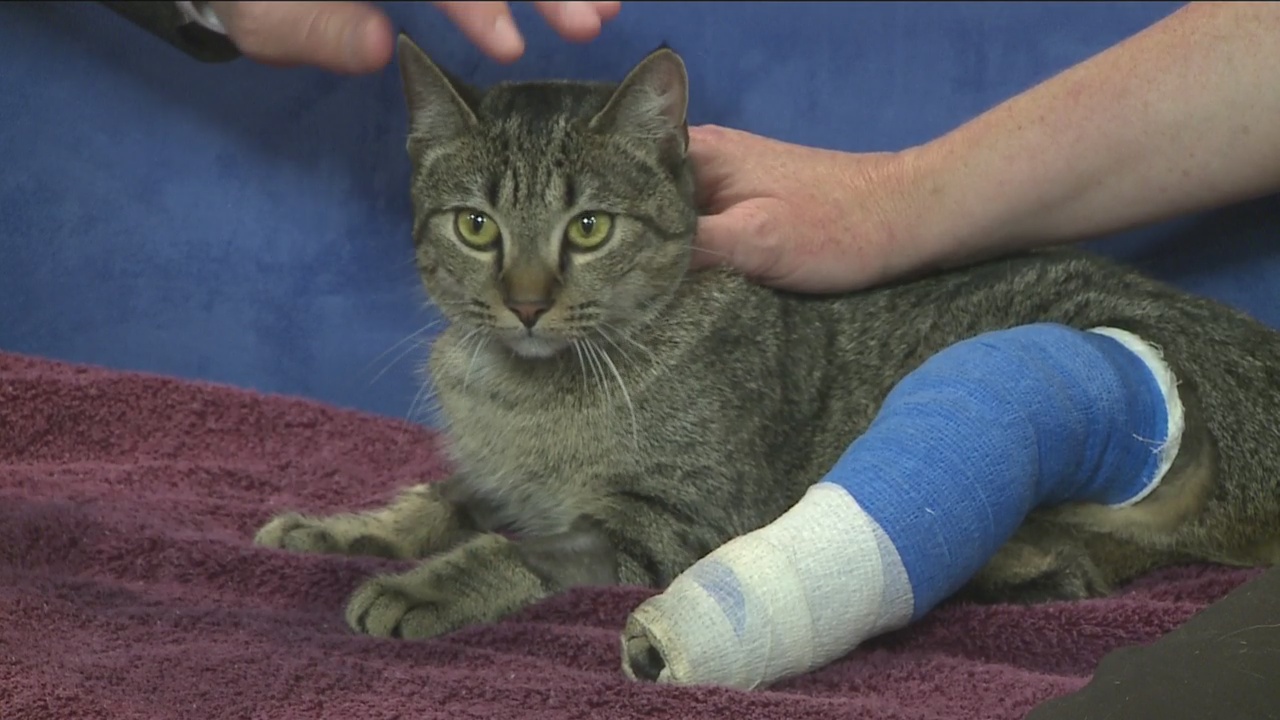 Treatment for Broken Leg in Cats 9 June 2015 Pet Blog Veterinary Tips