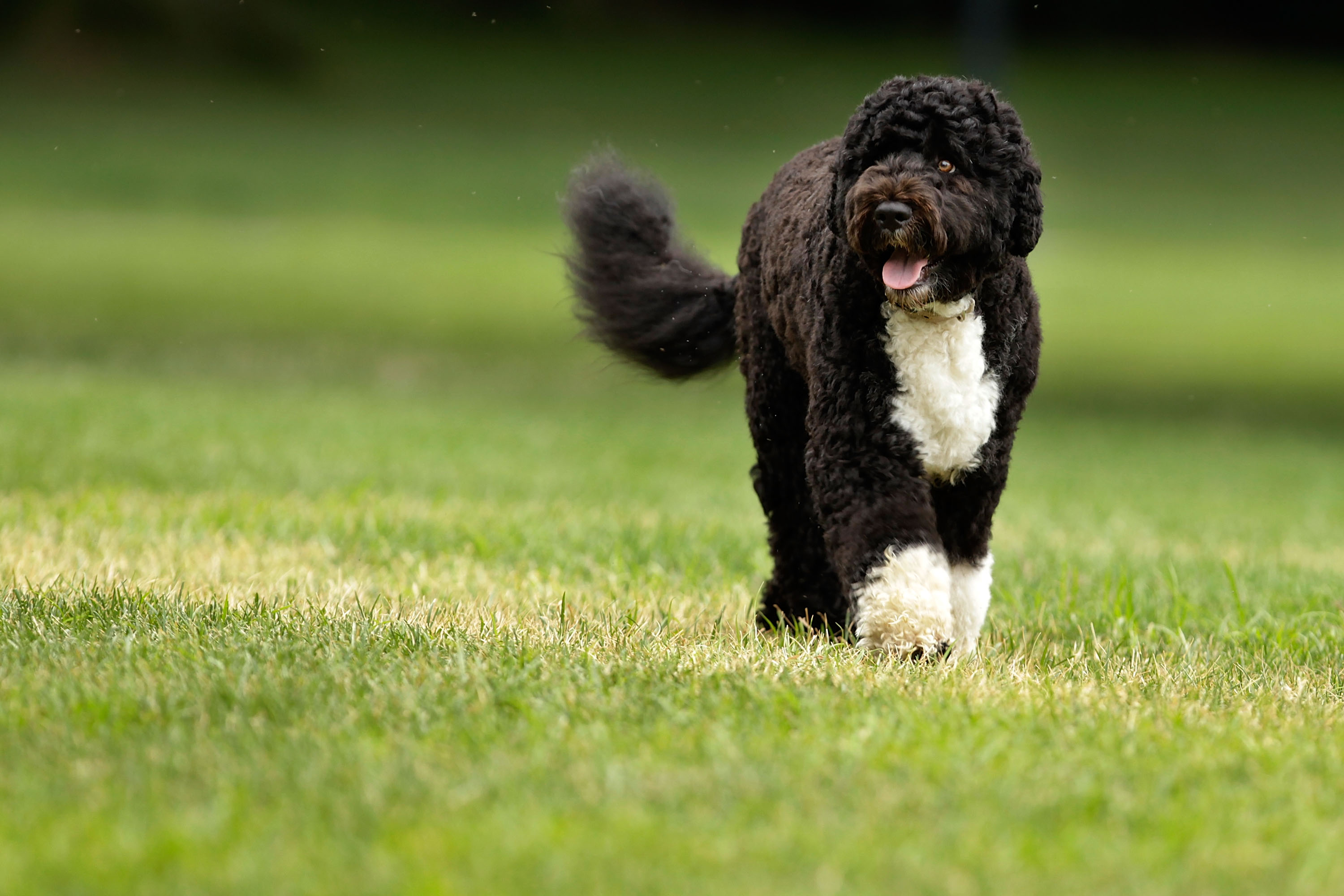 portuguese-water-dog-18-september-2015-pet-blog-veterinary-tips