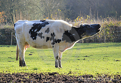 cows-moo.jpg